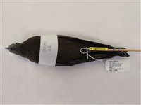 藏品(穴鳥)的圖片
